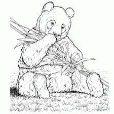1024 x 1024 jpg pixel. Pandabeer Kleurplaten Leuk Voor Kids