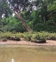 Taman negara kelantan, kuala koh. Kuala Koh National Park Gua Musang 2021 All You Need To Know Before You Go With Photos Gua Musang Malaysia Tripadvisor