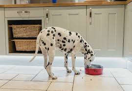 The 5 Best Kitchen Flooring Options For Your Remodel Best Floors For Dogs Best Dog Food Best Flooring For Kitchen