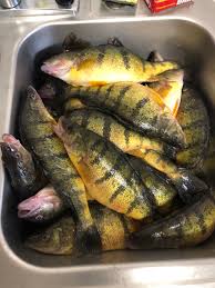 Flathead Lake Is Producing Jumbo Perch Montana Hunting And Fishing Information