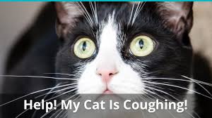 While it's impossible to pinpoint a cough just by how it sounds, there are some key differences to give you clues as to what's going on. What To Do When Your Cat Is Coughing Or Wheezing
