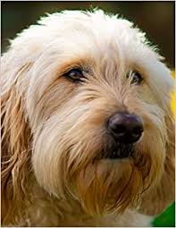 We did not find results for: Notebook Golden Doodle Dog Puppy Dogs Puppies Golden Doodles Golden Retriever Poodle Cross Breed Dog Training Fox Bernadette 9798681960591 Amazon Com Books