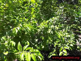 Image result for Dovyalis rotundifolia