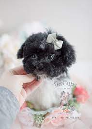 We have 2 girls and 3 boys! Havanese Puppies For Sale In South Florida Teacup Puppies Boutique