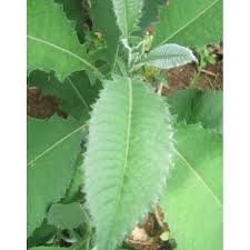 Tidak ada puisi berjudul empedu tanah. Bibit Benih Daun Sembung Obat Herbal Harga Per Lembar Shopee Indonesia