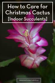 How To Care For Christmas Cactus Indoor Blooming Succulents Greenhouse Studio