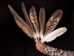 7) cannot be confused with golden eagle feathers (which are never all white), but may be confused with the white flight feathers of swans and domestic white forms of turkey (see section on distinguishing eagle feathers from other species, pp. Mixed Blessings Audubon