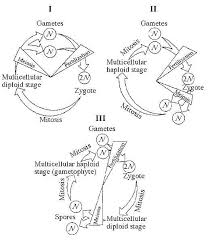 The formation of two genetically identical cells 12) which of the following is not a characteristic of the pea plants with which mendel worked? Biology Final Ch 12 13 Flashcards Chegg Com