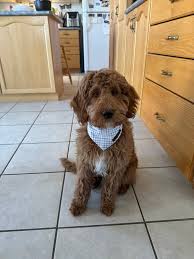 Any recommendations to give a 1 1/2 year old to help with an upset  stomach/throw up?