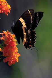 Butterfy By Cristobal Garciaferro Rubio 500px Beautiful Butterflies Butterfly Pictures Butterfly