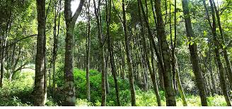 Puno ng lapnisan/ agarwood tree in the philippines. Home Gardens And Polluted Fields Are Helping Conserve This Perfume Source