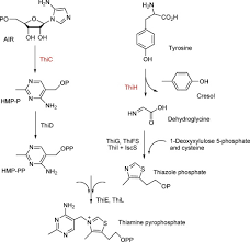 Thiamine pyrophosphate (tpp or thpp), or thiamine diphosphate (thdp), or cocarboxylase is a thiamine (vitamin b 1) derivative which is produced by the enzyme thiamine diphosphokinase. Thiamine Pyrophosphate An Overview Sciencedirect Topics