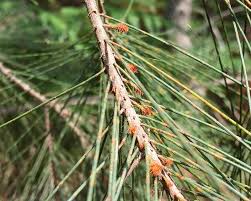 Image result for Casuarina littoralis