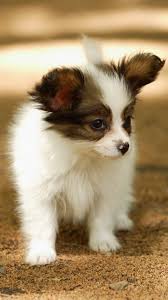We present you our collection of desktop wallpaper theme: Cute Animal Wallpaper For Phone Novocom Top