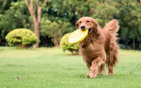 We're britain's biggest retailer of veterinary prescription medicines. Pet Medications Wegmans