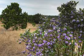 Mountain laurel tree with purple flowers texas. Texas Mountain Laurel Intoxicating The Senses