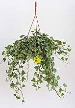 In linea generale, sul lato sud delle torri del bosco verticale abbiamo collocato specie sempreverdi, molto colorate e chiassose. Piante Sempreverdi Con Fiori Confronta Prezzi E Offerte Lionshome