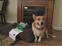 Maybe you would like to learn more about one of these? Pet Friendly Cabins In Texas Hill Country Cypress Creek Cottages