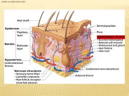 A wide variety of garlic hair oil options are available to you, such as usage, natural variety. Pages All Exocrine Glands Secretions Via Ducts Sebaceous Glands Sweat Glands Hair Hair Follicles Nails C 2015 Pearson Education Ppt Download