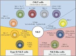 Natural Killer Nk T Cell Populations Nk T Cells Can Be Divided Into Download Scientific Diagram