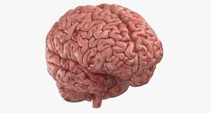 3d Model Human Brain Human Brain 3d Model Human