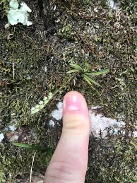 Image result for Bolusiella talbotii