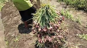 We did not find results for: Cara Mengatasi Daun Kuning Pada Tanaman Bawang Merah Youtube