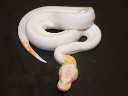 Axanthic ball pythons (babies) axanthic ball pythons (python regius) $274.99. Albino Black Pastel Pied Morph List World Of Ball Pythons