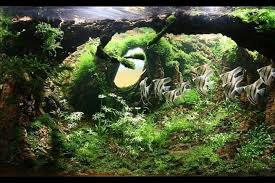 Pin By Luis Gomez On Aquascape Aquarium Landscape Aquascape Planted Aquarium