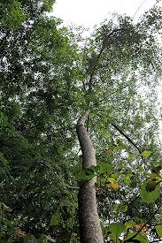 Image result for Maesopsis eminii