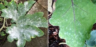 Is spraying a milk solution the best treatment option? Powdery Mildew Symptoms And Control Methods Gardening Tips