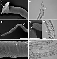 Image result for Tridactyle anthomaniaca