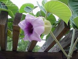 Image result for Argyreia nervosa