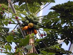 Interessierte können den botanischen garten ganzjährig besuchen. Der Essener Botanische Garten Im Grugapark