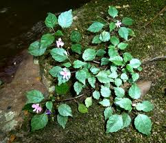 Image result for Impatiens hochstetteri