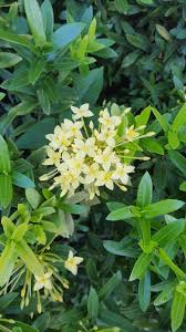 Image result for Ixora praetermissa