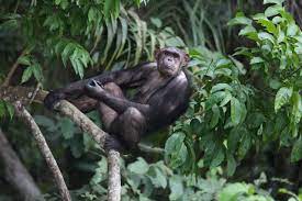 A Brief History Of Chimpanzee Conservation Jane Goodall