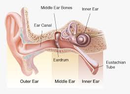 What do you prefer to learn with? Asset 2 Logo Ear Diagram Outer Middle Inner Hd Png Download Kindpng