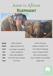 Asian Vs African Elephant African Elephant Elephant Male Elephant