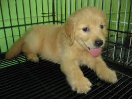 The parents have had their (prelim and/or final) tests done on heart, eyes, hips and elbows! Golden Retriever Puppies Sold 9 Years 6 Months Cute2 Golden Retriever Puppies From Shah Alam Selangor Petfinder My