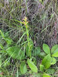 Image result for Disa brevicornis