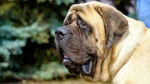 Последние твиты от adam vojtěch (@adamvojtechano). Pes Roztrhal Zene Na Rakovnicku Oblicej Novinky Cz