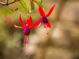 Maybe you would like to learn more about one of these? 8 Top Varieties Of Fuchsia