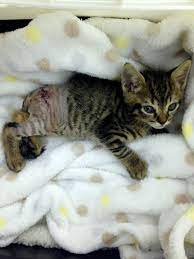 $12.00/hr post a job for free today! Pets For Adoption At Las Vegas Valley Humane Society In Las Vegas Nv Petfinder