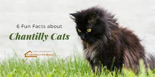 The chantilly should be groomed daily to keep loose fur out of her coat and avoid knots and tangles. 6 Fun Facts About Chantilly Cats Undercover Pet Houses