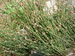 Image result for Eleocharis atropurpurea