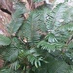 Image result for Newtonia buchananii