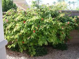 Image result for Calliandra haematocephala