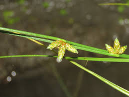 Image result for Schoenoplectiella juncea