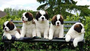 Puppies Cute Animals Puppies Cute Dogs
